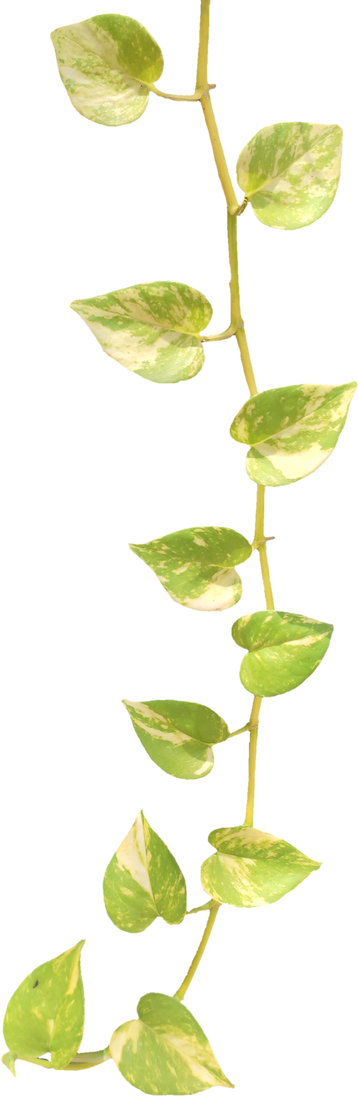 Realistic Leaf, Devil's ivy Palnt, Daun Sirih Gading