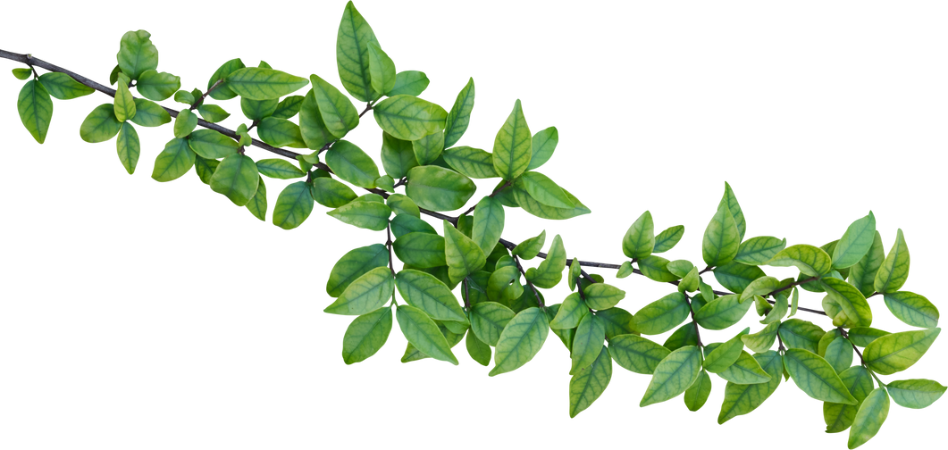 Leaf on Transparent Background.