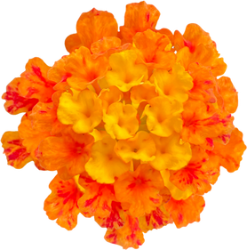 West Indian Lantana flower